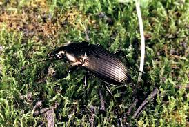 Attēlu rezultāti vaicājumam “Poecilus versicolor”