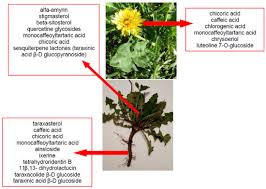 Attēlu rezultāti vaicājumam “Taraxacum officinale aggr.”