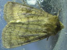 Attēlu rezultāti vaicājumam “Rusina ferruginea male”