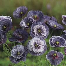 Image result for Papaver somniferum