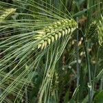 Attēlu rezultāti vaicājumam “Hordeum vulgare fruit”