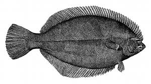 Image result for Pseudopleuronectes americanus