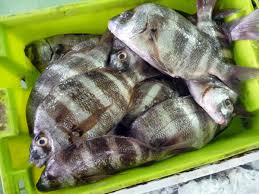 Image result for Diplodus cervinus