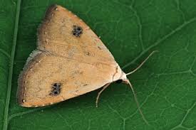 Attēlu rezultāti vaicājumam “Rivula sericealis”