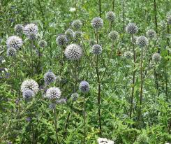 Image result for Echinops spaerocephalus