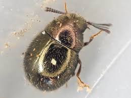 Attēlu rezultāti vaicājumam “Byrrhidae”