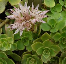 Attēlu rezultāti vaicājumam “Phedimus spurius leaf”