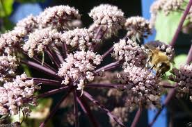 Attēlu rezultāti vaicājumam “Angelica sylvestris flower”