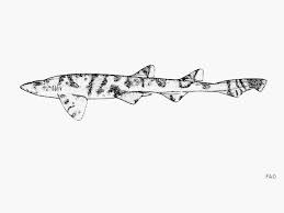 Image result for Haploblepharus edwardsii