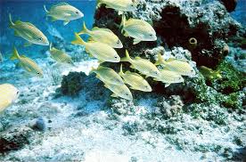 Image result for Haemulon flavolineatum