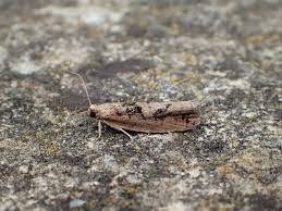 Attēlu rezultāti vaicājumam “Epinotia brunnichana”