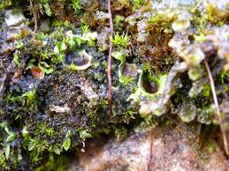 Attēlu rezultāti vaicājumam “Tritomaria exsecta macro”