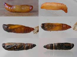 Attēlu rezultāti vaicājumam “Scardia boletella pupa”