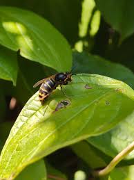 Attēlu rezultāti vaicājumam “Dolichovespula media”