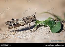Attēlu rezultāti vaicājumam “Oedipoda caerulescens”