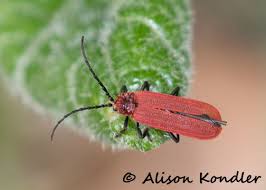 Attēlu rezultāti vaicājumam “Lopheros rubens”