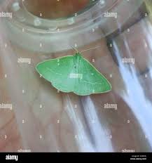 Attēlu rezultāti vaicājumam “Thetidia smaragdaria”