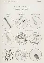 Image result for human hair microscope image