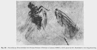 Attēlu rezultāti vaicājumam “Sternorrhyncha”