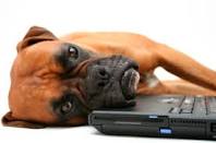 Laptop Memory image bored dog