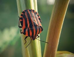 Attēlu rezultāti vaicājumam “Graphosoma lineatum”