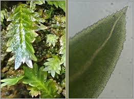 Attēlu rezultāti vaicājumam “Fissidens adianthoides”