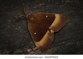 Attēlu rezultāti vaicājumam “Lasiocampa quercus imago”