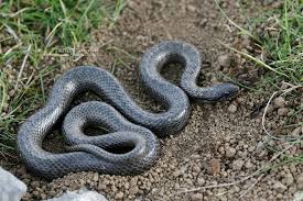 Attēlu rezultāti vaicājumam “Coronella austriaca”