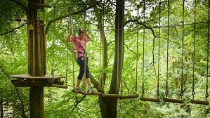 Image result for Go Ape! Moors Valley
