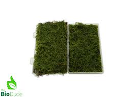 Attēlu rezultāti vaicājumam “Plagiomnium cuspidatum sporophyte”