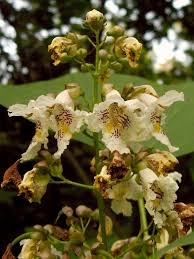 Attēlu rezultāti vaicājumam “Catalpa ovata”