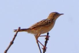 Image result for Cisticola juncidis