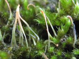 Attēlu rezultāti vaicājumam “Eocronartium muscicola”