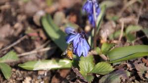 Attēlu rezultāti vaicājumam “Scilla siberica flower”