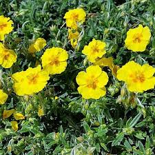 Attēlu rezultāti vaicājumam “Helianthemum x hybridum flower”