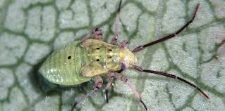 Attēlu rezultāti vaicājumam “Lygus nymph”