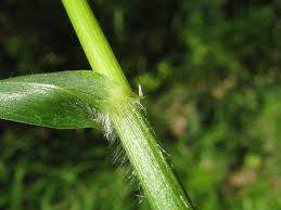 Attēlu rezultāti vaicājumam “Hordelymus europaeus”