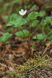 Attēlu rezultāti vaicājumam “Rubus chamaemorus flower”