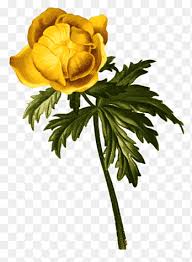 Attēlu rezultāti vaicājumam “Trollius europaeus leaf”