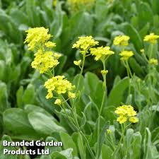 Image result for Alyssum saxatile