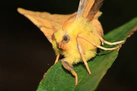 Attēlu rezultāti vaicājumam “Ennomos alniaria”