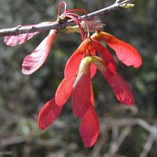 Attēlu rezultāti vaicājumam “Acer rufinerve flower”