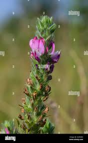 Attēlu rezultāti vaicājumam “Ononis arvensis”