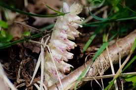 Attēlu rezultāti vaicājumam “Lathraea squamaria bud”