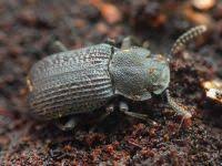 Attēlu rezultāti vaicājumam “Bolitophagus reticulatus”