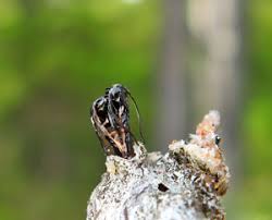 Attēlu rezultāti vaicājumam “Tettigoniodea exuvia”