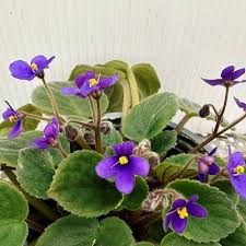 Image result for Saintpaulia ionantha Culitvar