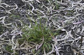 Attēlu rezultāti vaicājumam “Brachypodium sylvaticum leaf”