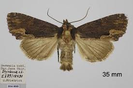 Attēlu rezultāti vaicājumam “Dypterygia scabriuscula”