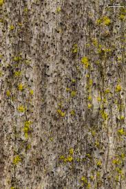 Attēlu rezultāti vaicājumam “Calicium adspersum”